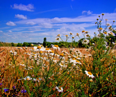 BLÜTEN / 