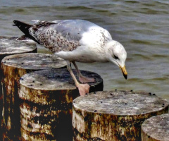 SEAGULL 