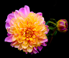 BLÜTEN