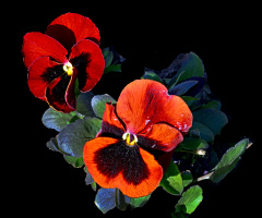 BLÜTEN