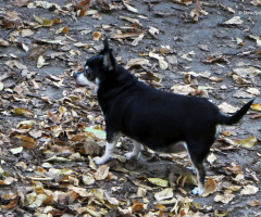 the little dog of the neighbors