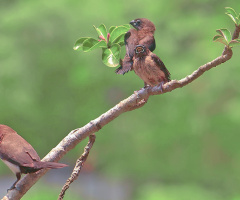 keluarga kecil