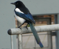 Magpie