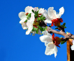 Apple blossom 