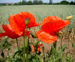 BLÜTEN