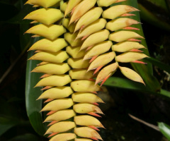 Bromeliad family