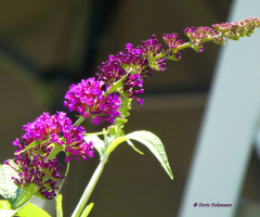 Buddleja davidii 'Nanho Purple' 