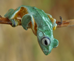 kodok ijo