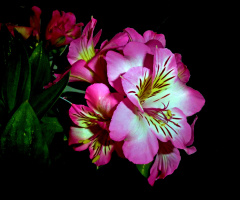 BLÜTEN