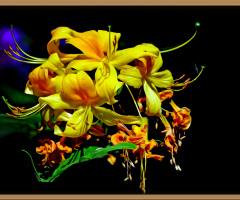 BLÜTEN