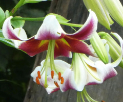 Lily