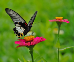 butterfly