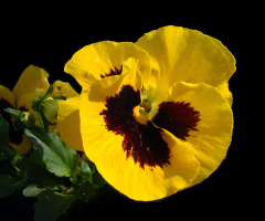 BLÜTE