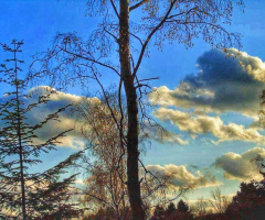 REAL NATURE