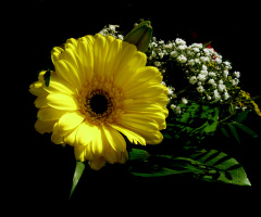 BLÜTEN