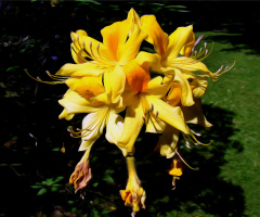 BLÜTEN