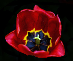 BLÜTE