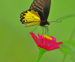 butterfly