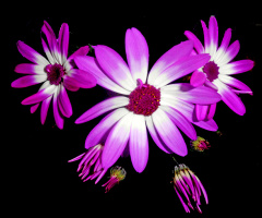 BLÜTEN