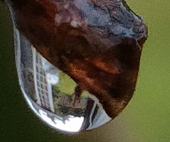 A DROP OF WATER ON A TWIG