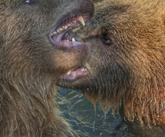 From Copenhagen Zoo.