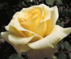 Rose is Rose.. 