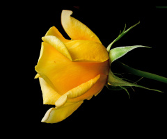 BLÜTE