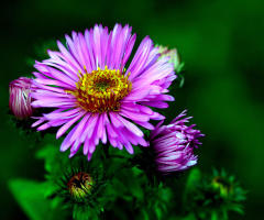 BLÜTEN