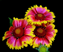 BLÜTEN