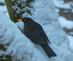 Blackbird