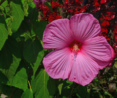 BLÜTEN