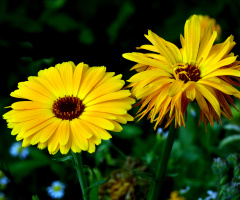 BLÜTEN