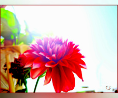 Dhalia 
