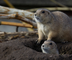 Fra København Zoo - 2022.