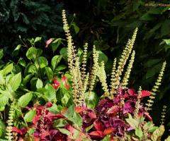 painted nettle (Coleus scutellarioides)