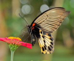 butterfly
