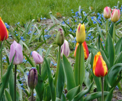 GARDEN TULIPS