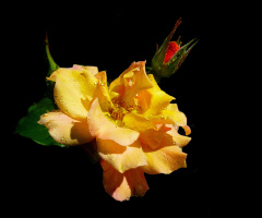 BLÜTE