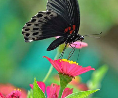 butterfly
