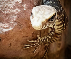 Lizzard 