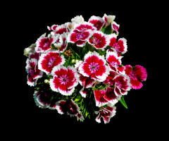 BLÜTEN