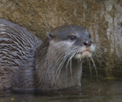 Kbh Zoo 2022.