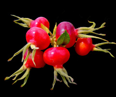 ROT