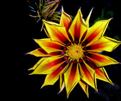 BLÜTE