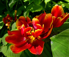 BLÜTEN