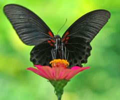 butterfly