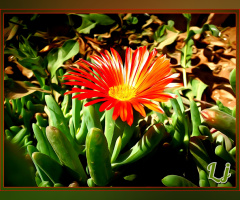 Fiery beauty 