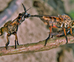 robberfly 
