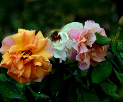 BLÜTEN