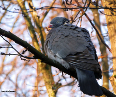 Common wood pigeon